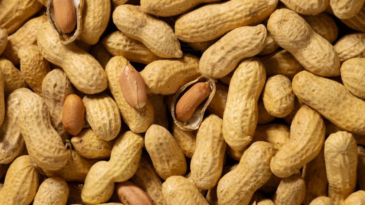 Argentina se convierte en líder mundial en exportación de maní tras eliminar retenciones