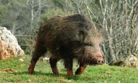 cazador mato de un tiro a su padre al confundirlo con un jabali cazador mato de un tiro a su padre al confundirlo con un jabali