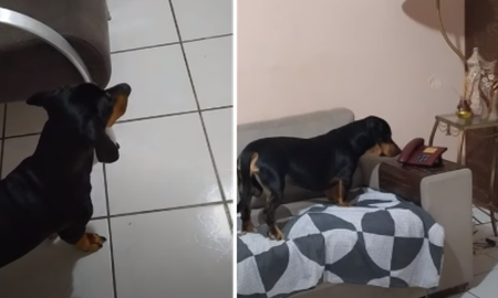 Perro contesta el teléfono y es viral. Perro contesta el teléfono y es viral.