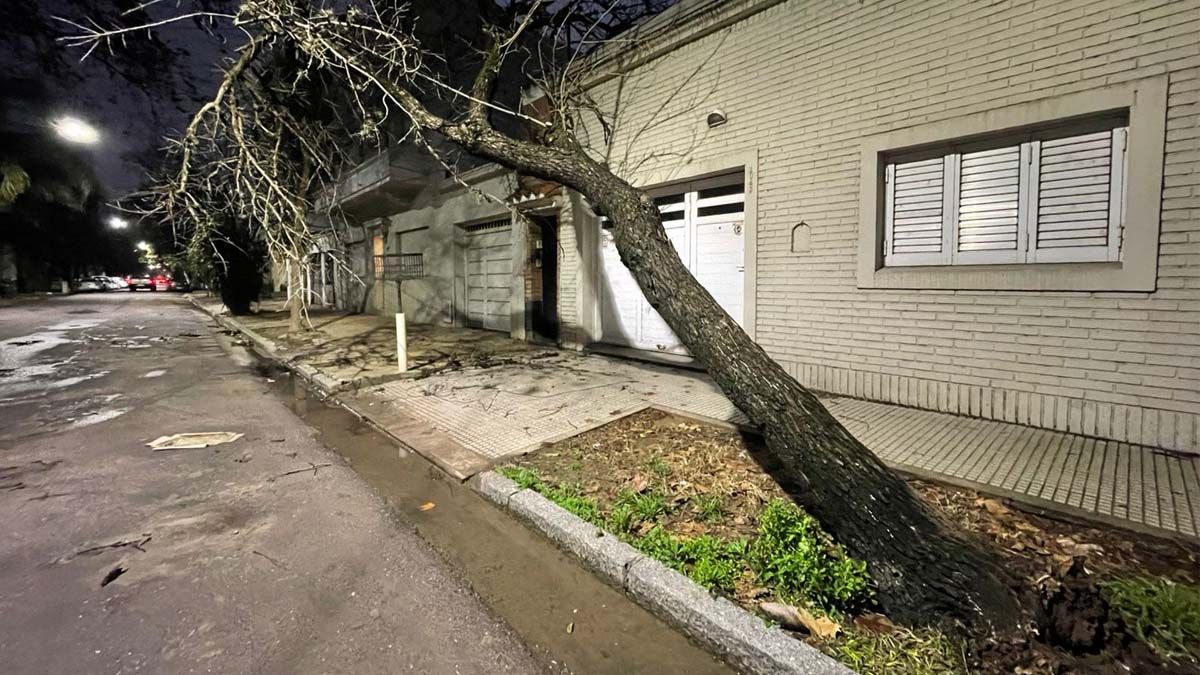 Un árbol cedió en su base y cayó sobre los cables del alambrado público de calle 4 de enero al 1000.&nbsp;