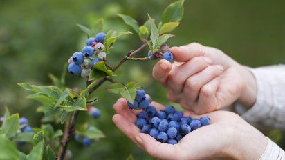 Estas son las frutas más saludables que podes consumir hoy en día