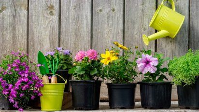 Las insólitas recomendaciones que dejó un chico para que le cuiden las plantas mientras no está