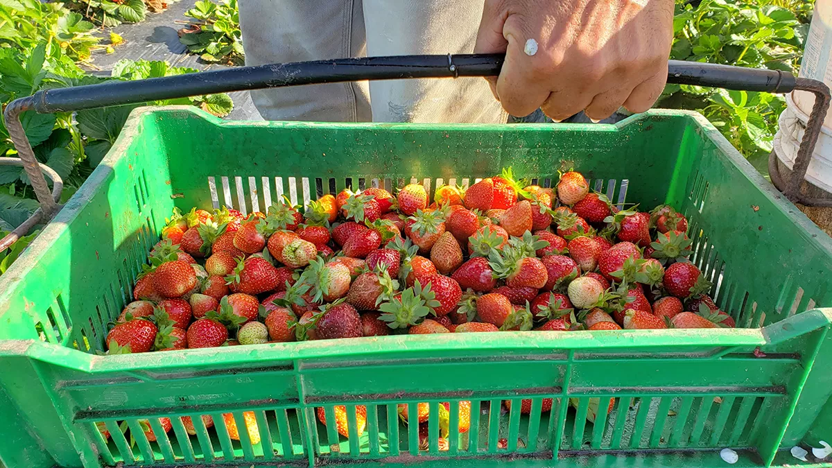 Las frutillas se cosechan entre junio y diciembre, pero los meses más fuertes son septiembre y octubre.Por Gastón Neffen / Aire Digital  