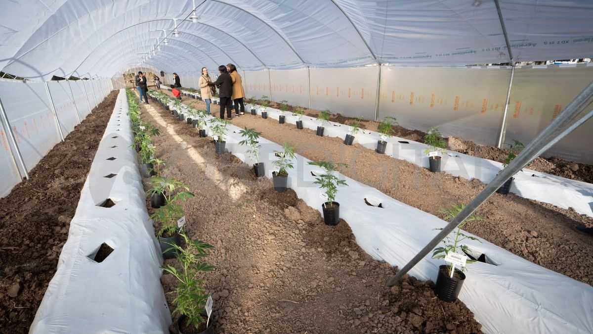 Santa Fe inició el cultivo experimental de cannabis a campo con fines medicinales