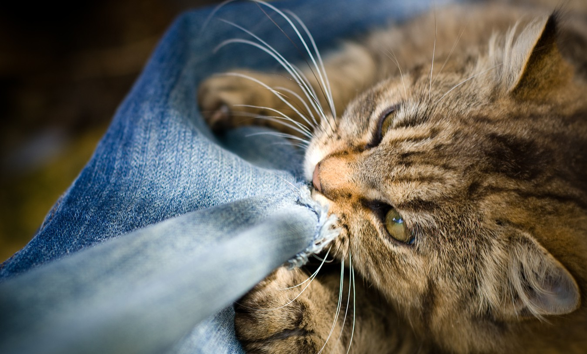 Puede haber varias razones detrás de la agresividad de los gatos. Puede haber varias razones detrás de la agresividad de los gatos.