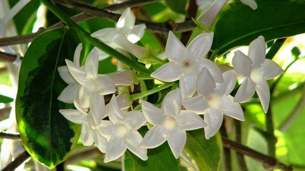 El jazm&iacute;n de Madagascar se destaca por sus flores blancas y su intenso perfume natural.
