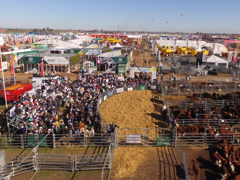 AgroActiva 2026 prepara una edición ganadera histórica con tecnología de punta y remates de elite AgroActiva 2026 prepara una edición ganadera histórica con tecnología de punta y remates de elite