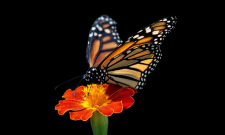 Cuál es el significado de las mariposas cuando visitan tu casa Cuál es el significado de las mariposas cuando visitan tu casa