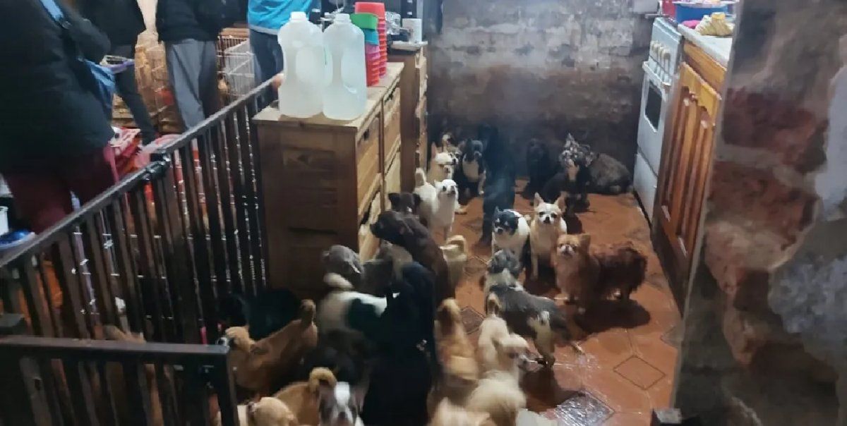 Clausuran un criadero ilegal con 123 chiguaguas que eran vendidos a 360.000 pesos