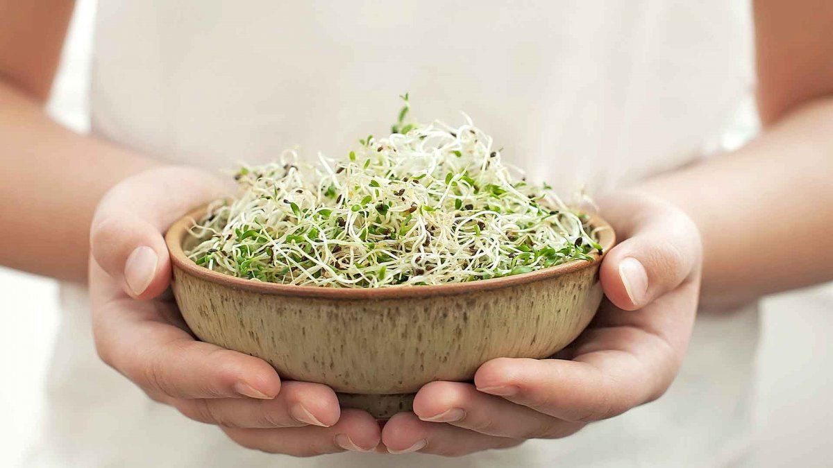 Brotes cultivados en casa.