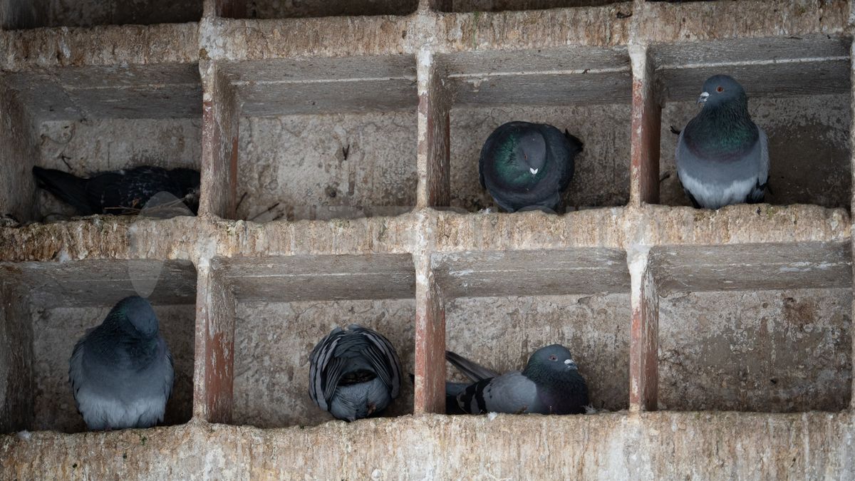 El especialista recomendó mantener cuidados de higiene al momento de visitar espacios el palomar.