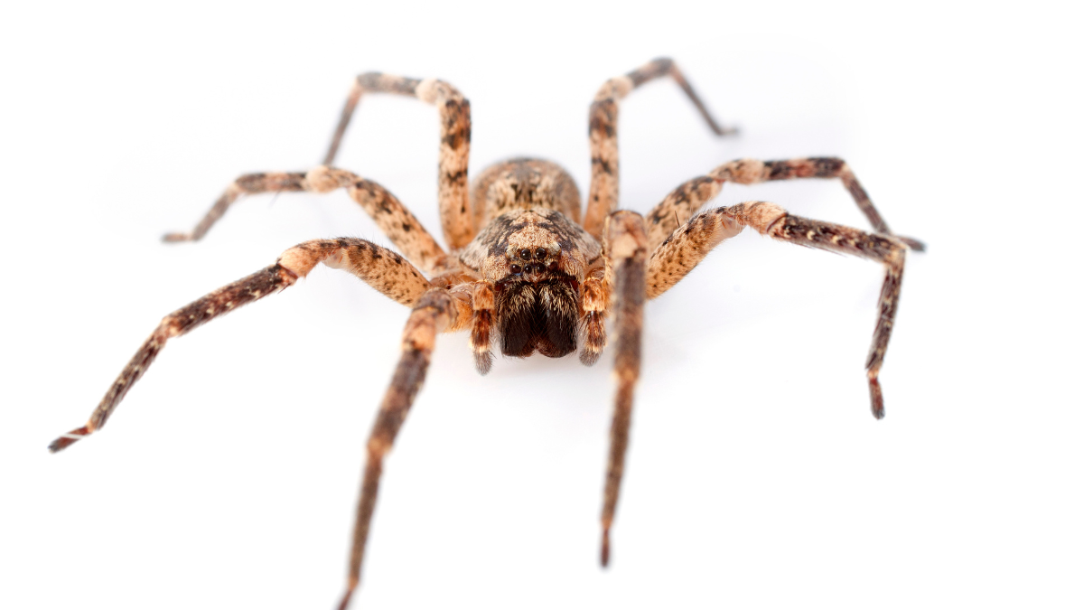 Cuando encuentras arañas en tu casa, puede ser una señal de que el universo te está enviando un mensaje espiritual.