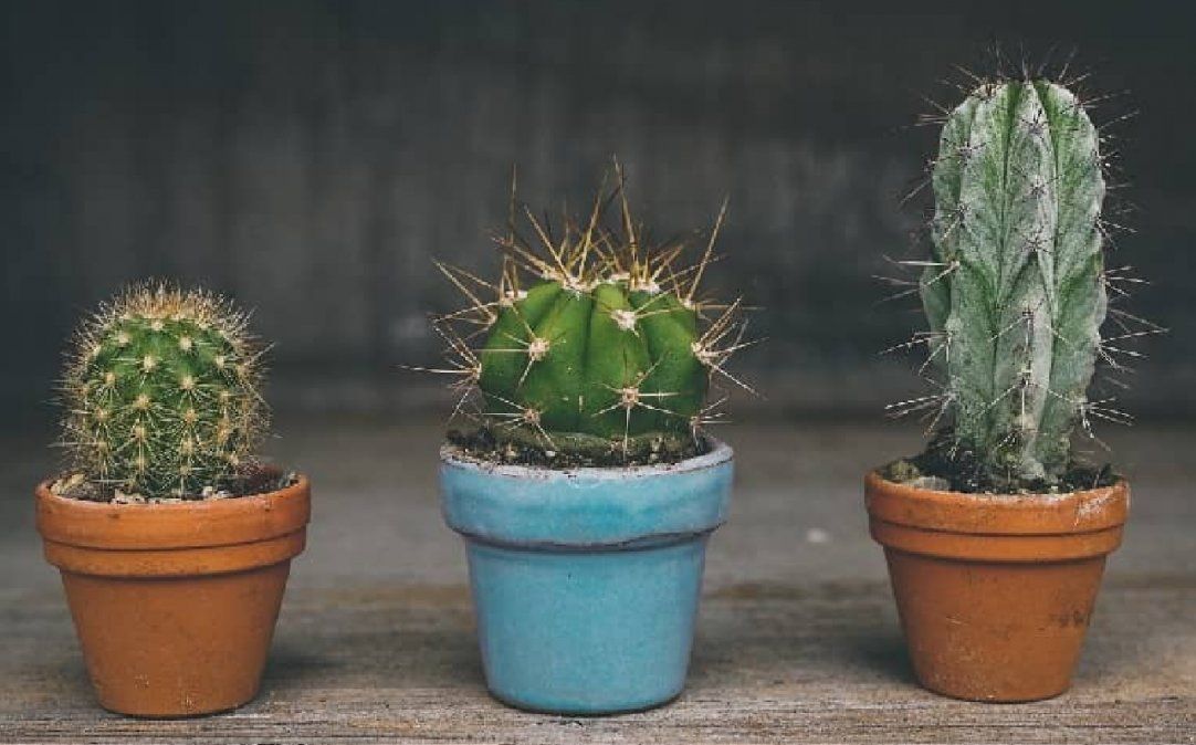 Cuáles son los cuidados que tus plantas necesitan para mantenerse sanas en invierno