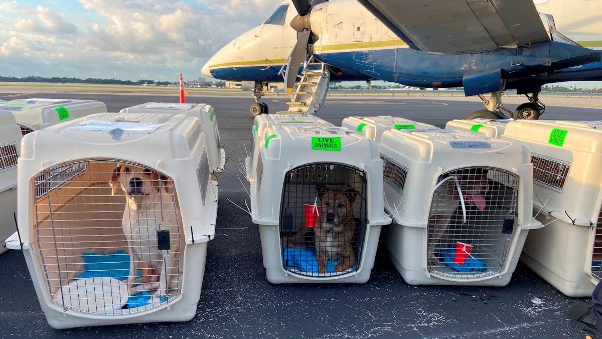 Fletaron un avión de Miami a Canadá para llevar 54 perros callejeros que buscan un hogar