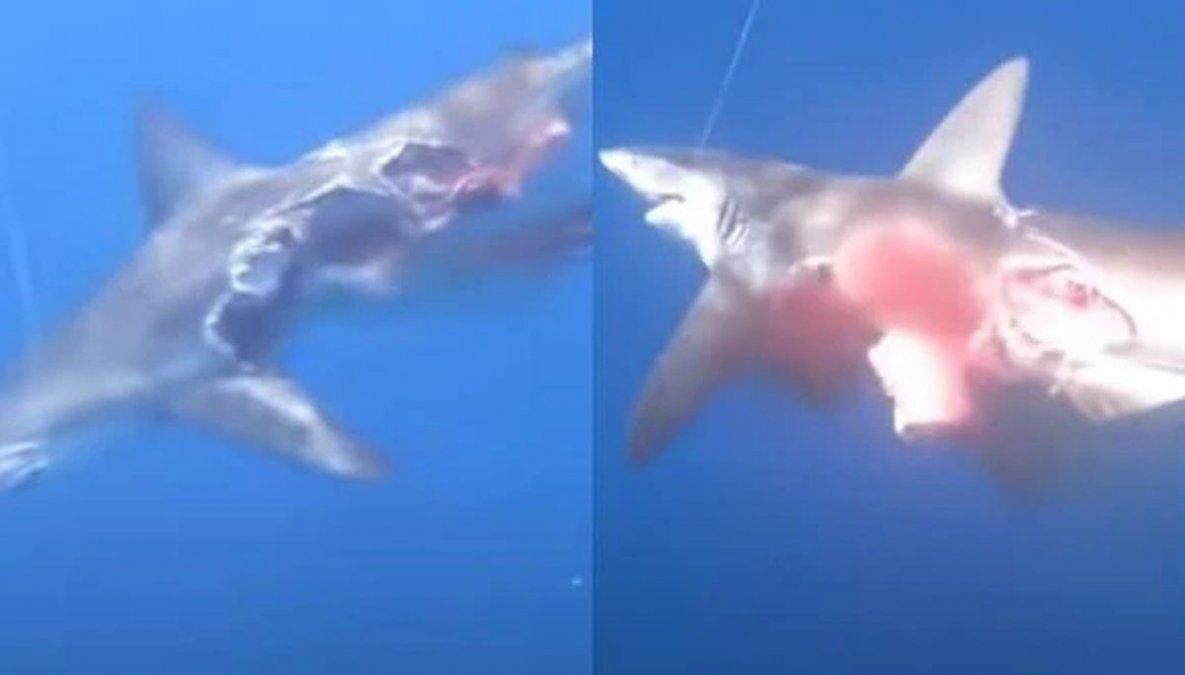 Graban a tiburón zombie que seguía nadando tras perder la mitad de su cuerpo en un ataque caníbal