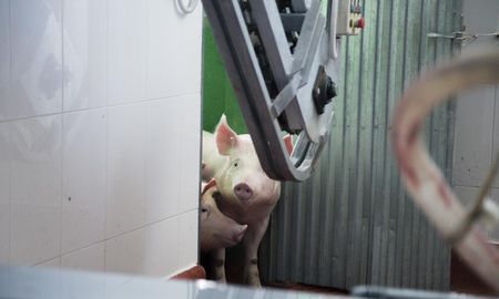Aire de Santa Fe | veganismo.jpg