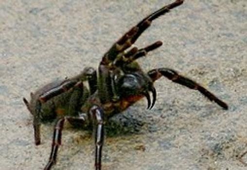 El veneno de una araña podría solucionar la disfunción eréctil