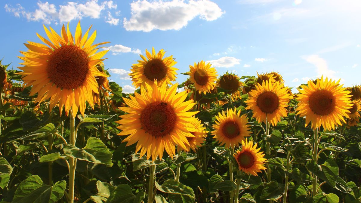 El girasol requiere de mucho sol para crecer. El girasol requiere de mucho sol para crecer.