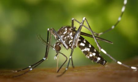 Aire de Santa Fe | dengue.jpg