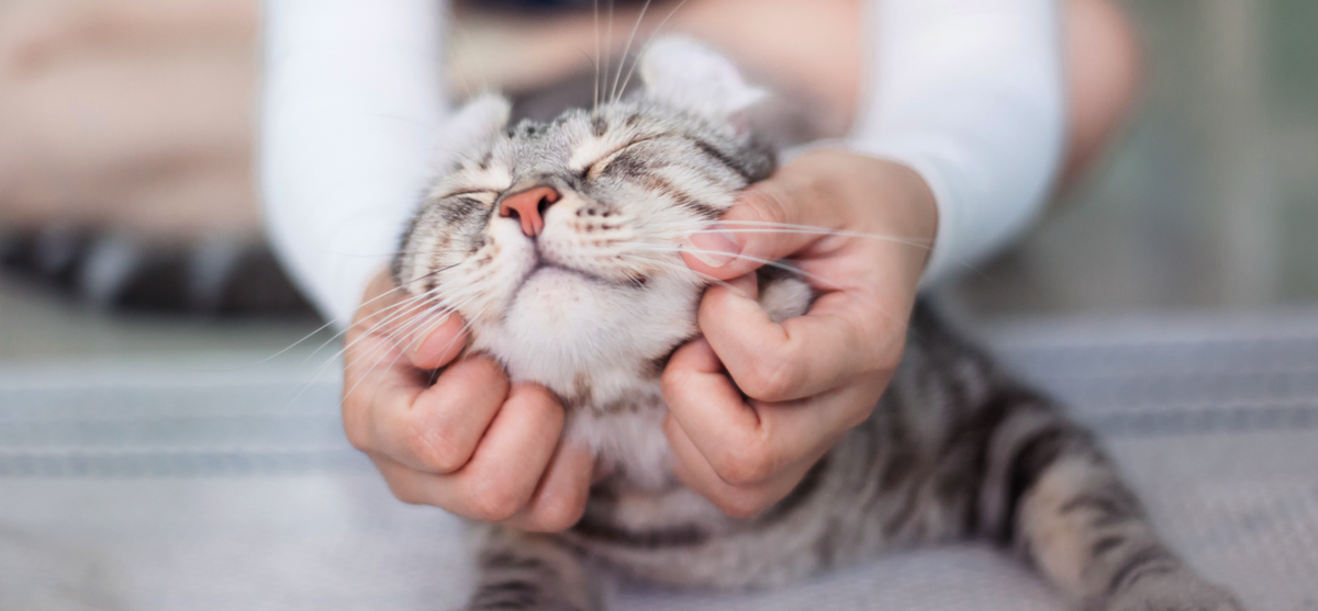 Perros y gatos: los beneficios de las caricias para los animales