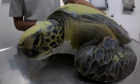 mas de 350 animales llegan cada ano a las costas argentinas con plasticos en su organismo mas de 350 animales llegan cada ano a las costas argentinas con plasticos en su organismo