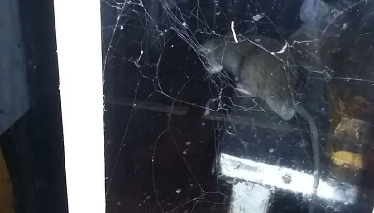 La rata gigante fue vista en una carnicería de Salta.