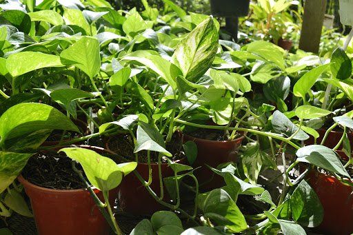 Muchas plantas decorativas, como el aloe vera o el potus, pueden resultar tóxicas para los felinos y causar graves problemas de salud. Muchas plantas decorativas, como el aloe vera o el potus, pueden resultar tóxicas para los felinos y causar graves problemas de salud. 