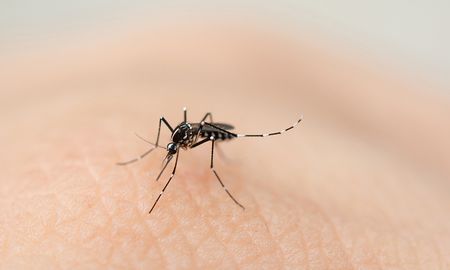 Aire de Santa Fe | dengue-2.jpg
