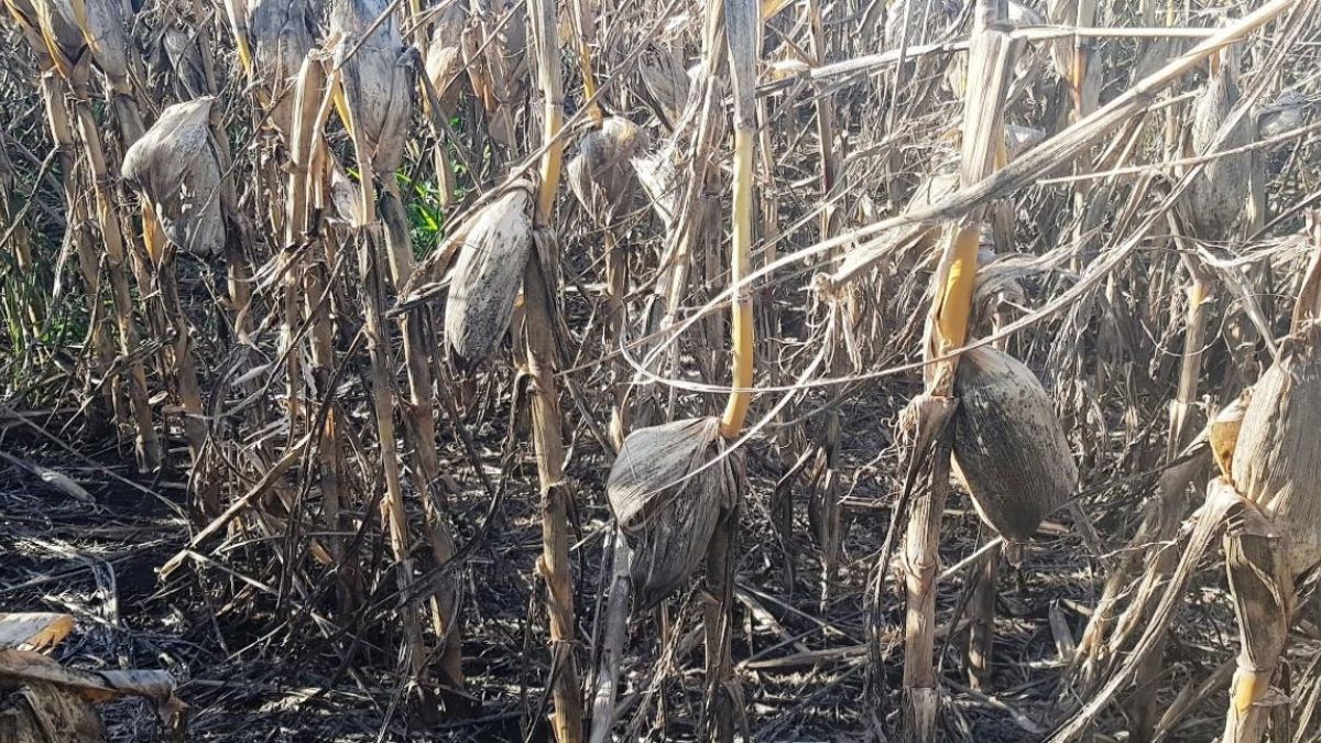 Lote con maíz temprano en etapa fin de ciclo, buen desarrollo de mazorcas. Sur del departamento San Martín. Lote con maíz temprano en etapa fin de ciclo, buen desarrollo de mazorcas. Sur del departamento San Martín.