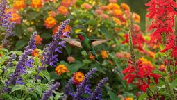 altText(El significado de la presencia de un colibrí)}