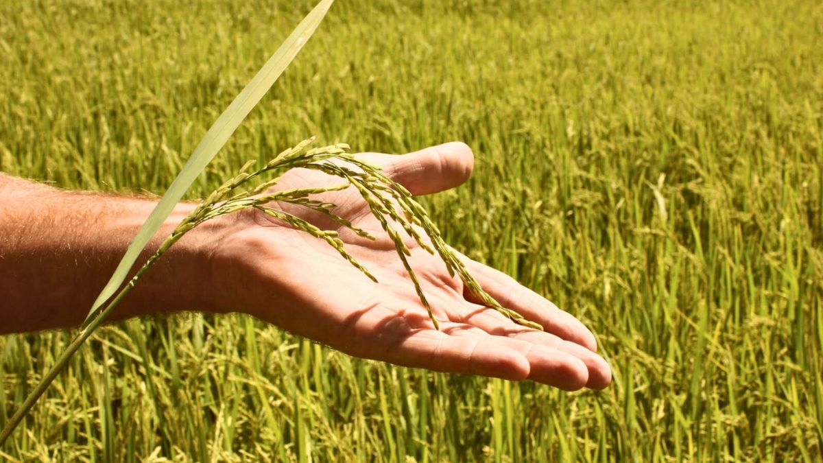 En las principales zonas productoras de Santa Fe, como son San Javier y Garay, los rendimientos promedian de 68 a 75 quintales por hectárea En las principales zonas productoras de Santa Fe, como son San Javier y Garay, los rendimientos promedian de 68 a 75 quintales por hectárea