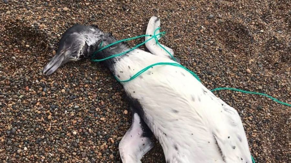 Los ping&uuml;inos fueron encontrados con sogas de nylon en sus cuellos. Twitter @playaunionrw