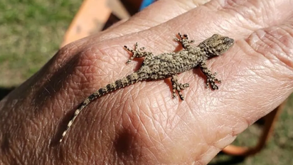 ¿Por qué aparecen lagartijas en tu casa? Lo que dicen los expertos