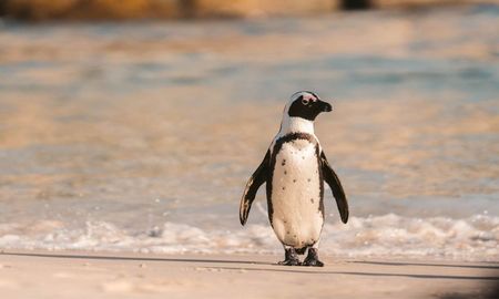 Los pingüinos fueron encontrados sin vida en las playas del sur y del norte.