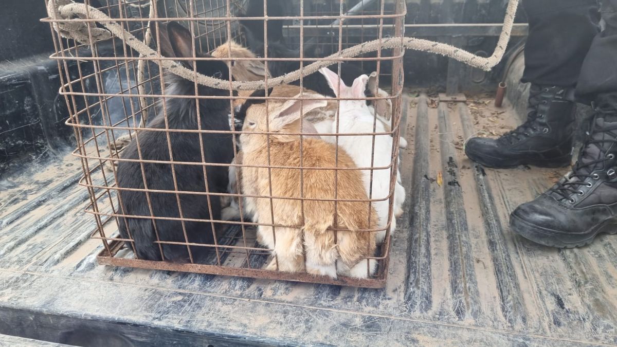 El municipio hizo un acta de infracción por maltrato animal y por falta de habilitación.