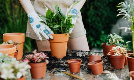 Mayo es el momento ideal para sembrar flores que resisten el frío y florecen en invierno. Mayo es el momento ideal para sembrar flores que resisten el frío y florecen en invierno.