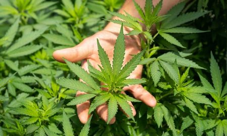 Las plantas de marihuana estaban dentro de una habitación de la casa. Las plantas de marihuana estaban dentro de una habitación de la casa.