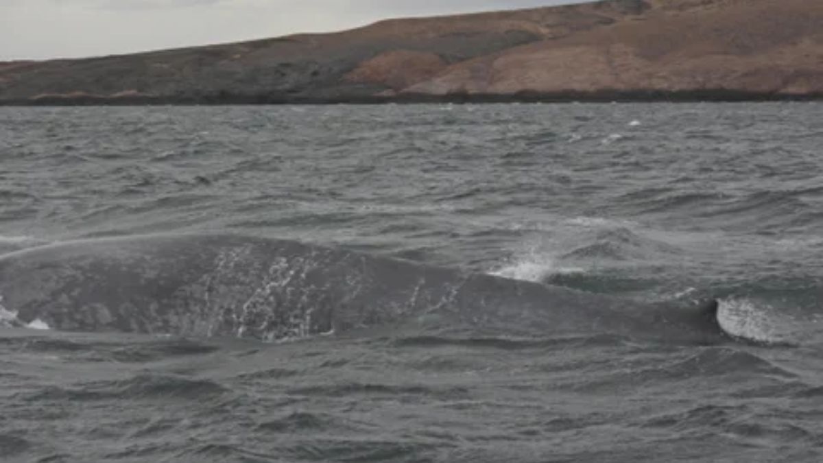 La ballena azul, el animal más grande del planeta y una especie que hoy se encuentra en peligro de extinción, atraviesa inmensas distancias oceánicas expuesta a amenazas críticas. La ballena azul, el animal más grande del planeta y una especie que hoy se encuentra en peligro de extinción, atraviesa inmensas distancias oceánicas expuesta a amenazas críticas.