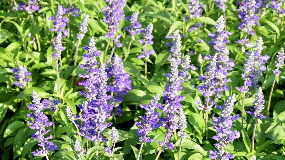 La salvia greggii puede florecer desde la primavera hasta el otoño si recibe suficiente sol. La salvia greggii puede florecer desde la primavera hasta el otoño si recibe suficiente sol.