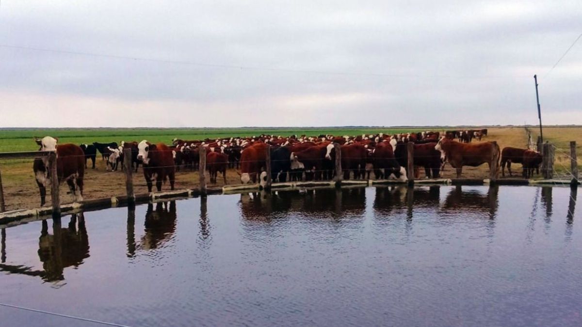Manejo eficiente del agua: herramientas para la producción ganadera en Santa Fe
