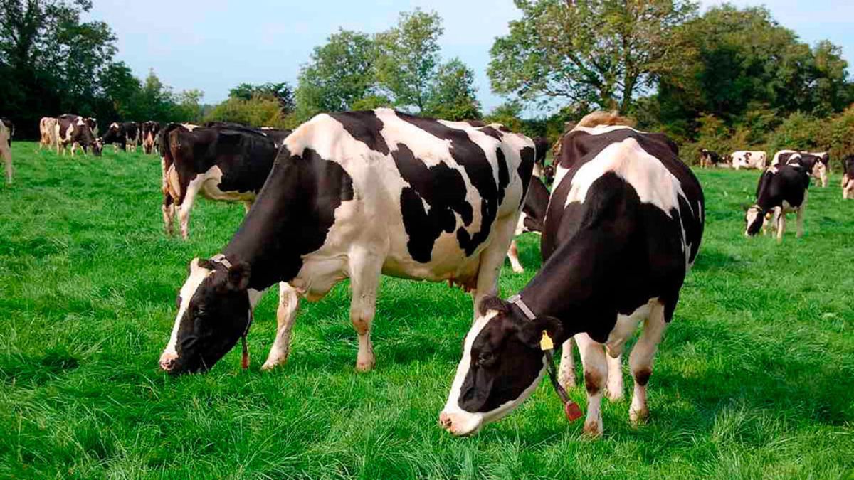 El objetivo es fomentar la eficiencia