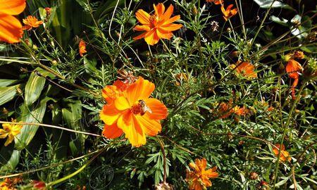 Flores resistentes al sol que llenan el jardín de color durante los meses más calurosos del año. Flores resistentes al sol que llenan el jardín de color durante los meses más calurosos del año.