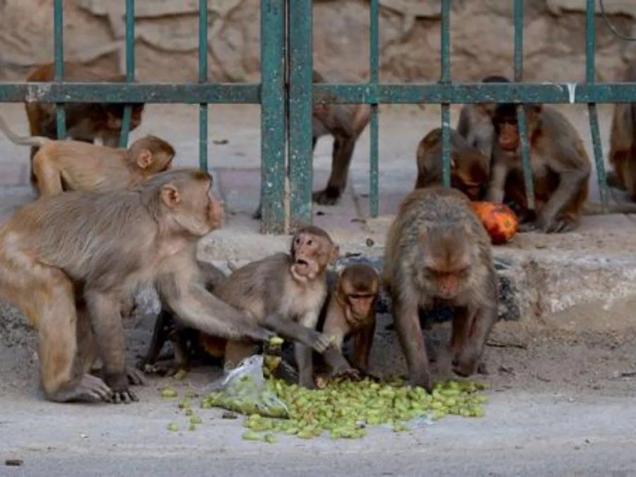 Hallan muerta a una bebé: se la había robado una manada de monos