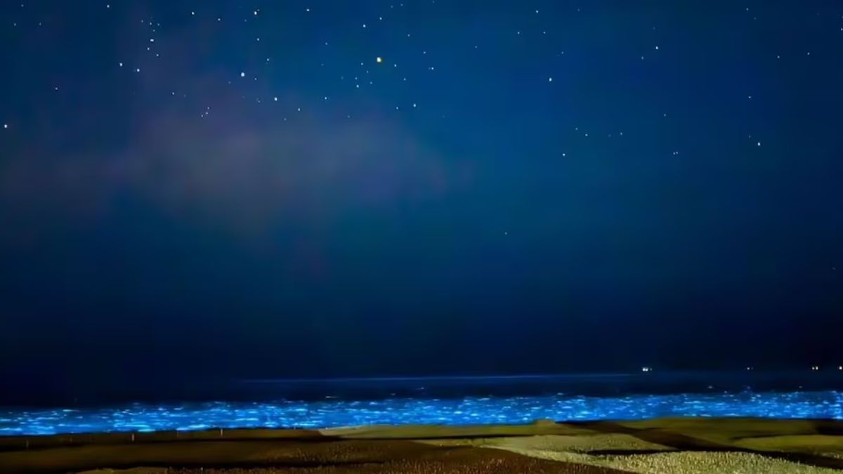 Durante el día, las noctilucas se detectan como manchas oscuras que anticipan el fenómeno nocturno. Durante el día, las noctilucas se detectan como manchas oscuras que anticipan el fenómeno nocturno.