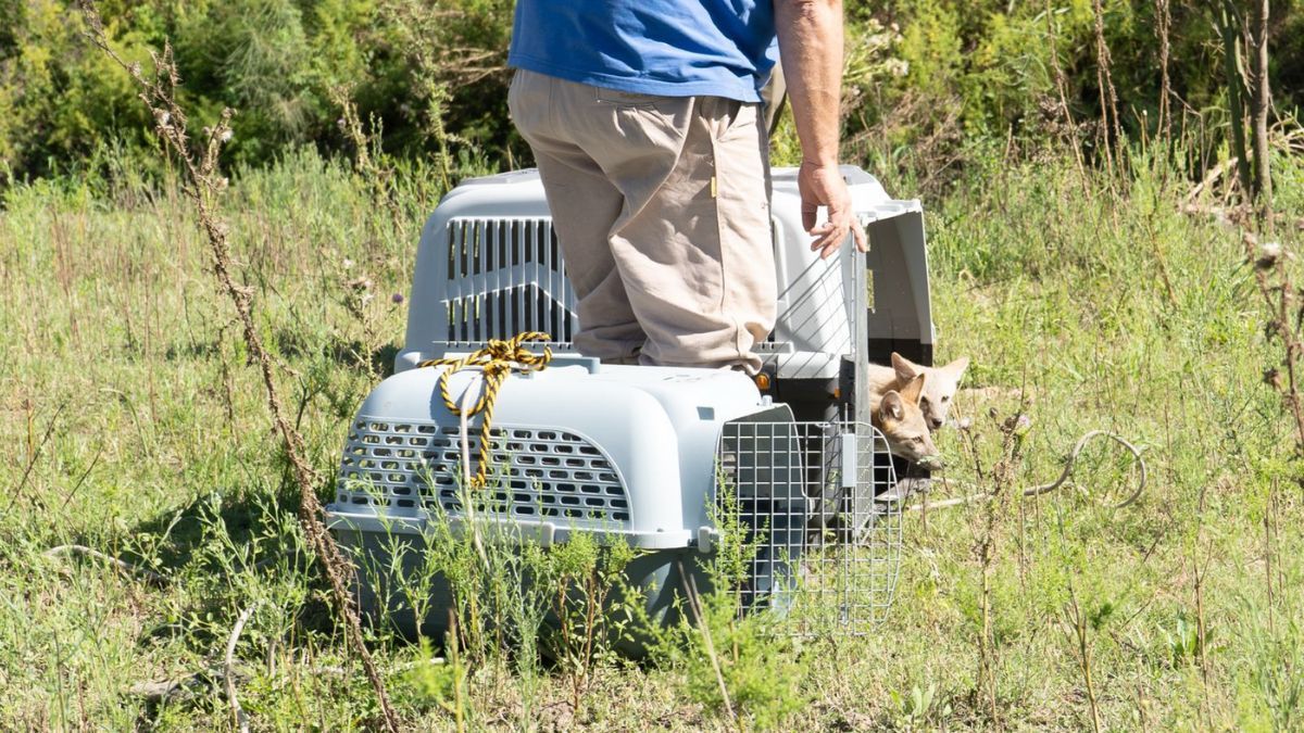 Sólo en mayo, 221 animales reinsertados. Sólo en mayo, 221 animales reinsertados.