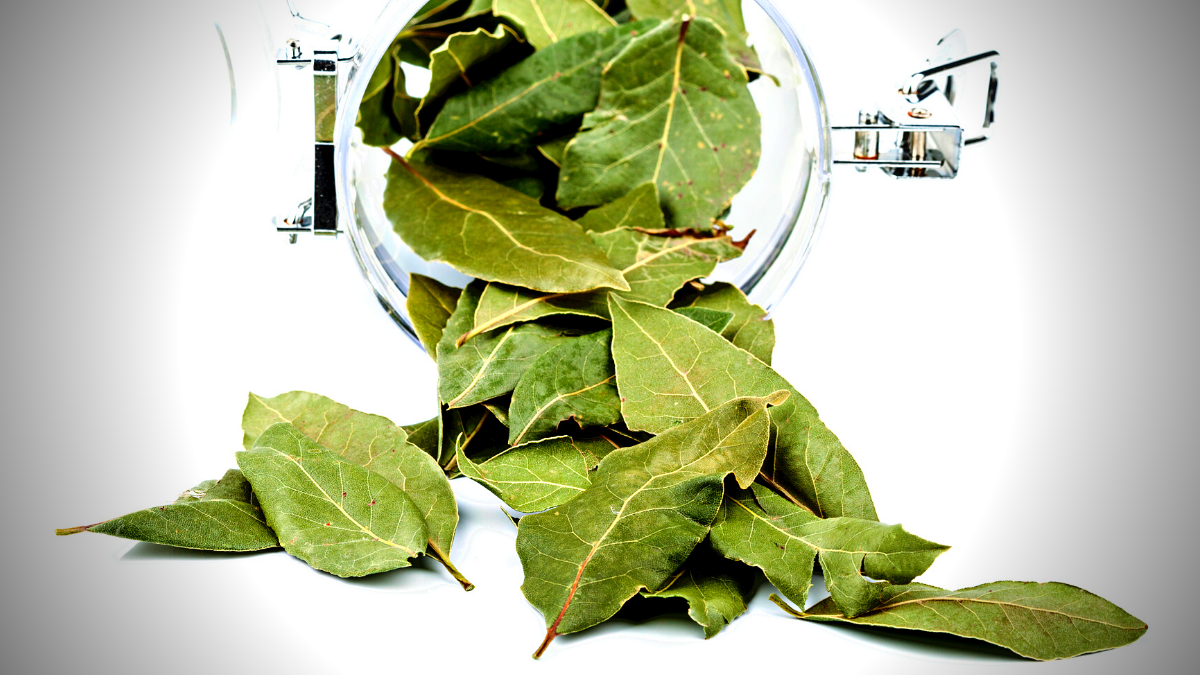Propiedades medicinales de la planta de laurel. Propiedades medicinales de la planta de laurel.