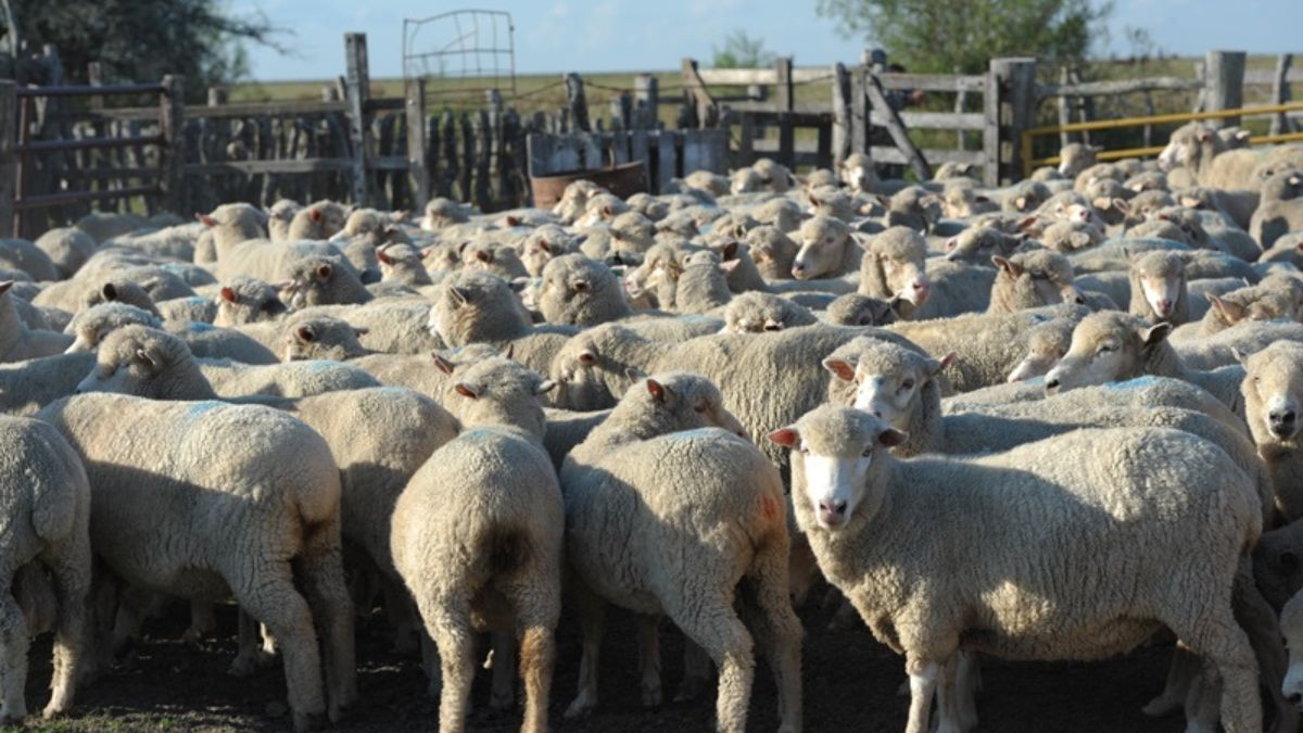 “Es cultural, hay mucha carne del sector ovino y caprino que pasan desde el campo al plato sin ningún tipo de control
