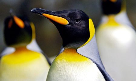 la ?catastrofe? del pingüino emperador: murieron miles de crias en la antartida porque se derritio su habitat la ?catastrofe? del pingüino emperador: murieron miles de crias en la antartida porque se derritio su habitat