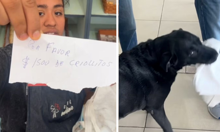 quien es otto, el perro de cordoba que es viral por hacerle mandados a su dueno quien es otto, el perro de cordoba que es viral por hacerle mandados a su dueno
