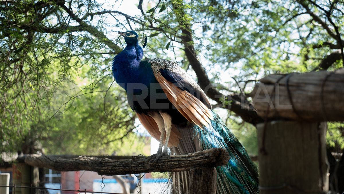 Los chicos siempre se sorprenden con los pavos reales de la granja. Los chicos siempre se sorprenden con los pavos reales de la granja.